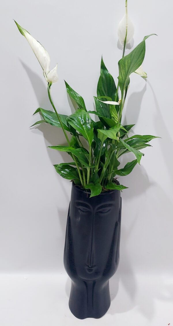 Νέο μοντέρνο κεραμικό πρόσωπο σε μαύρο χρώμα,με φυτό εσωτερικού χώρου σπαθίφυλλο,ύψους 50 εκ.