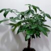 Σπαθίφυλλο φυτό εσωτερικού χώρου ύψους 70 εκ.σε απλή γλάστρα