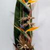 Eντυπωσιακή σύνθεση 3 φυτών ΄΄μαρτζινάτα΄΄ σε ιδιαίτερη λευκή κεραμική γλάστρα