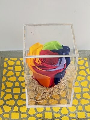 Aποχυμωμένο αληθινό τριαντάφυλλο με εντυπωσιακά χρώματα,μέσα σε κύβο πλεξιγκλας