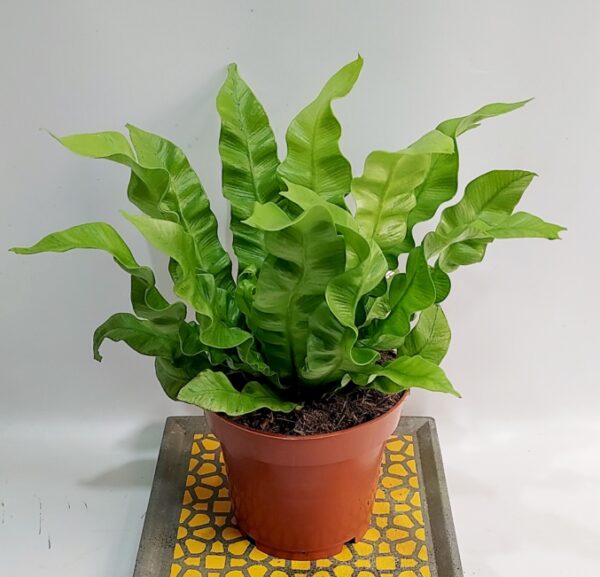 Πράσινο φυτό εσωτερικού χώρου ”ασπλένιουμ 27 εκ.ύψος