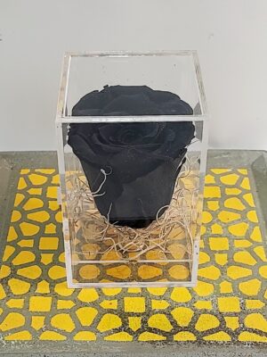 Εντυπωσιακό μαύρο αποχυμωμένο αληθινό τριαντάφυλλο μέσα σε κύβο πλέξιγκλας