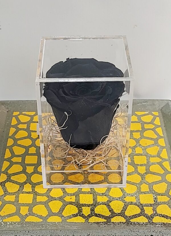 Εντυπωσιακό μαύρο αποχυμωμένο αληθινό τριαντάφυλλο μέσα σε κύβο πλέξιγκλας