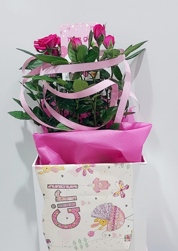 Σύνθεση σε κουτί,διακοσμημένο για νεογέννητο κοριτσάκι με φυτό τριαντάφυλλο